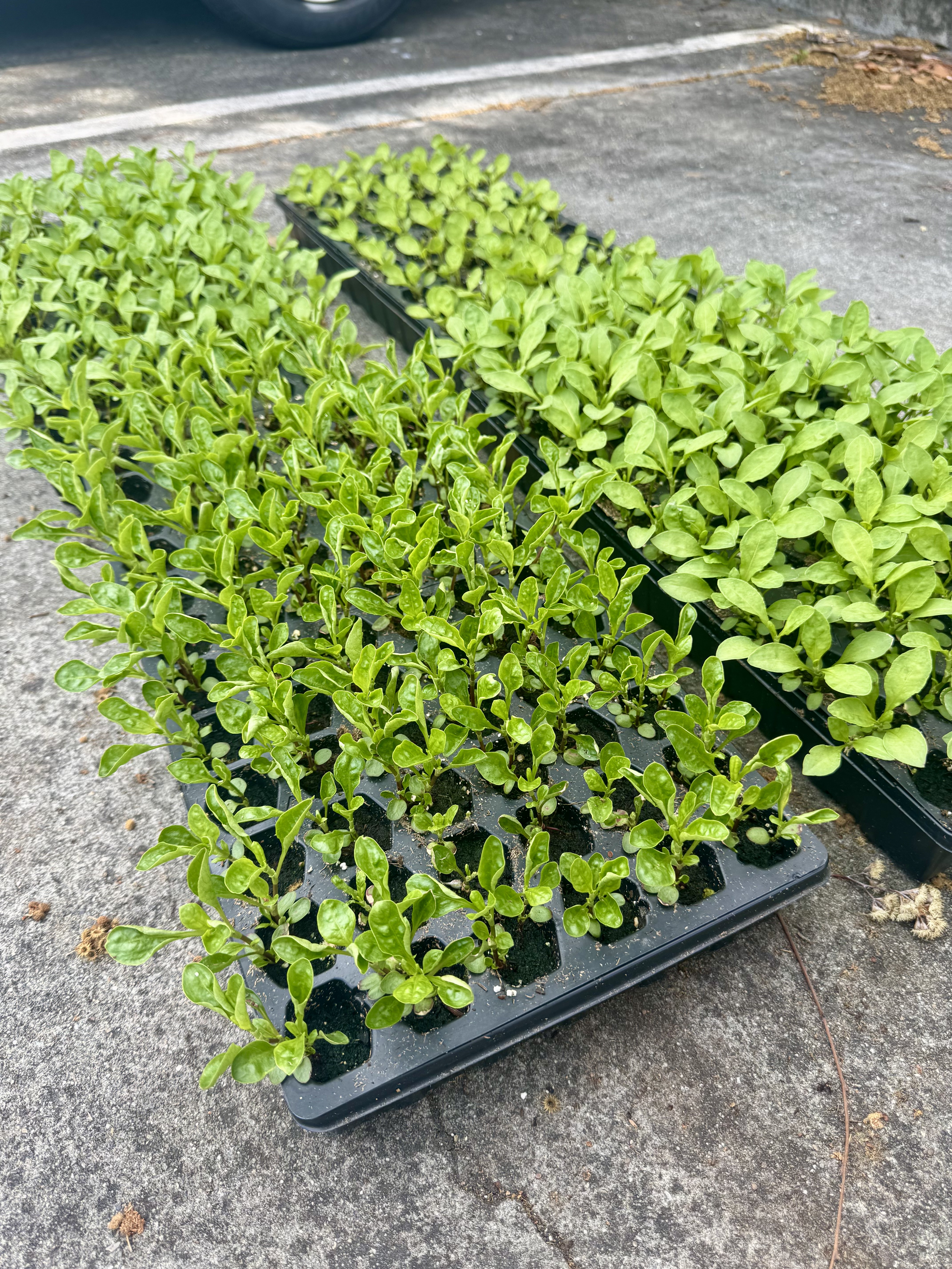 <i>Persicaria tinctoria</i>